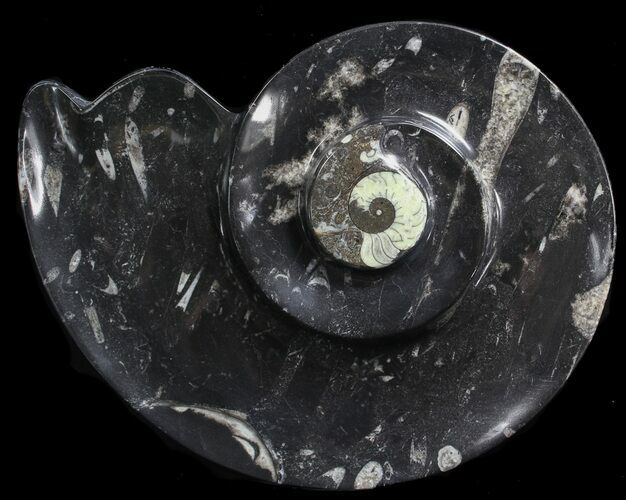 Ammonite Shaped With Orthoceras & Goniatite Fossils #39134